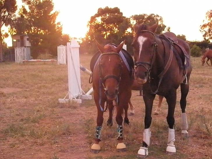 Dylan & Brack - Mâle (14 ans)