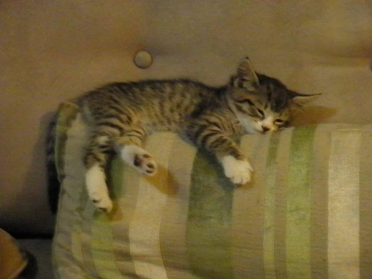 Boo (: - (8 mois)