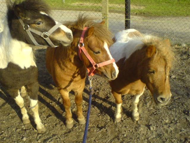 Leonie, Cashi und Jeany - (8 ans)