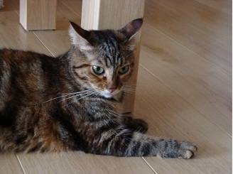 peanut - (4 ans)