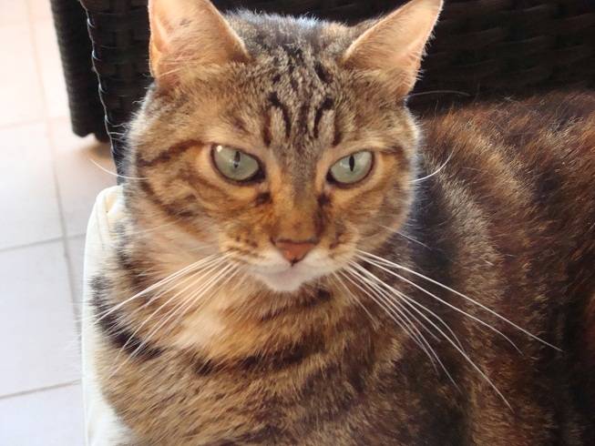 peanut - (4 ans)