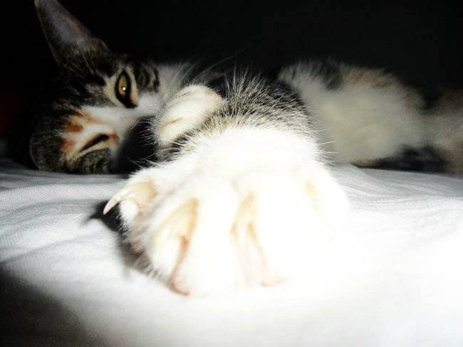 Picky. - (7 ans)