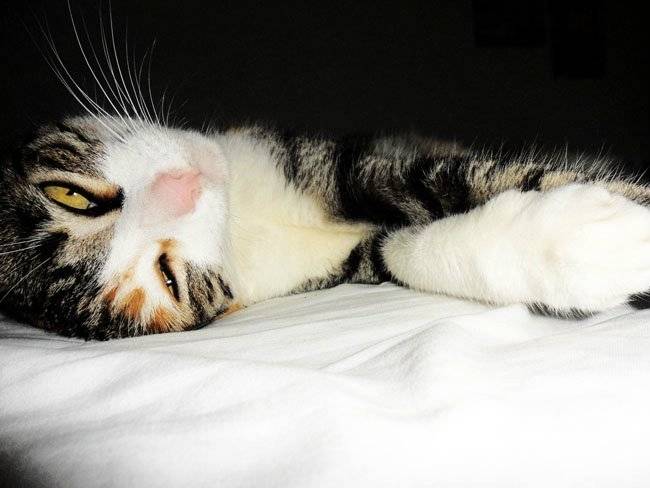Picky. - (7 ans)