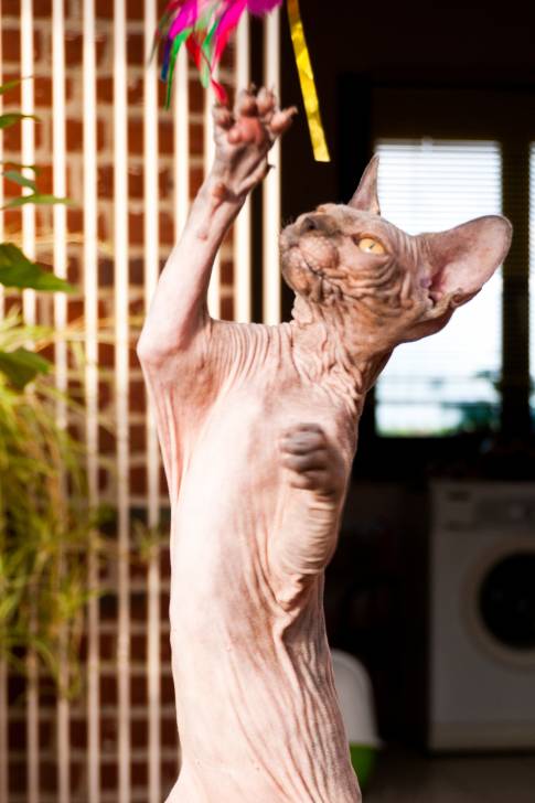 Bastet - (3 ans)