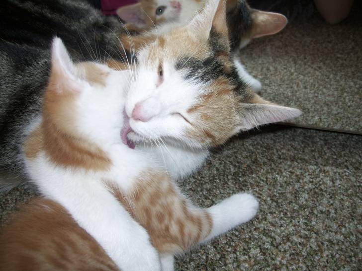 Pusche und Jun - (2 ans)