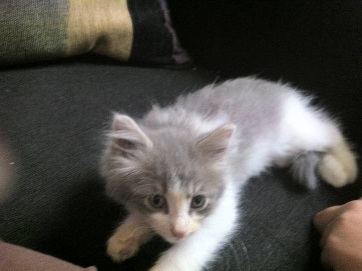 Chloe - (3 mois)