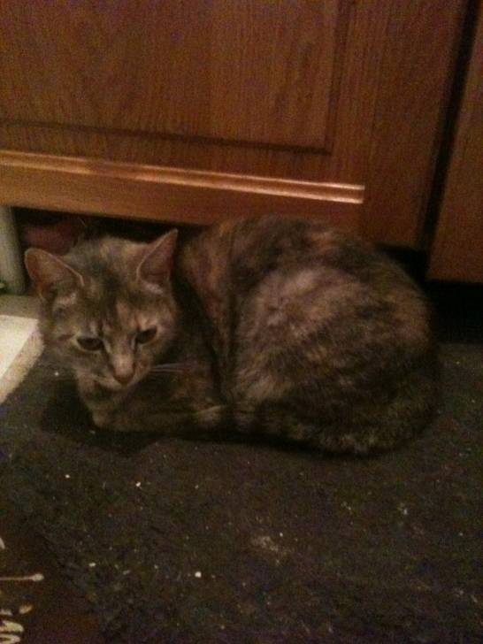 Mittens - (3 ans)