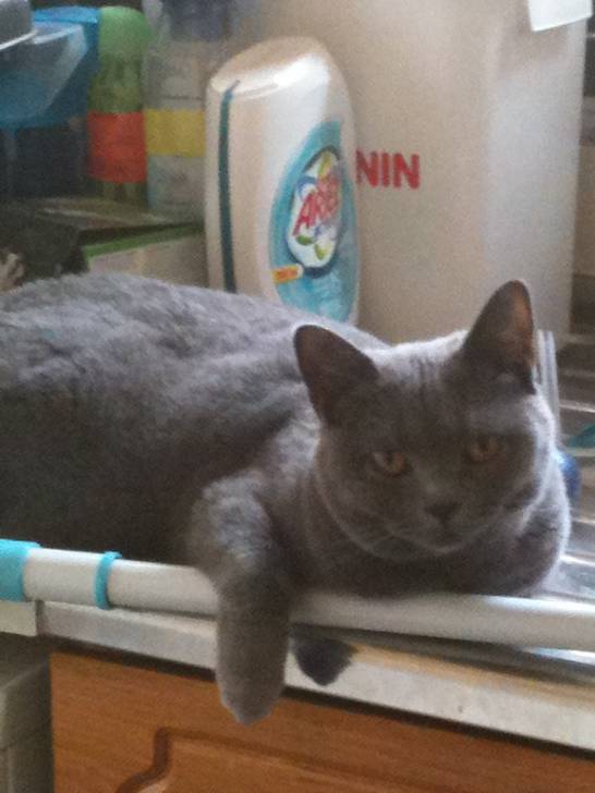 Coco - (3 ans)