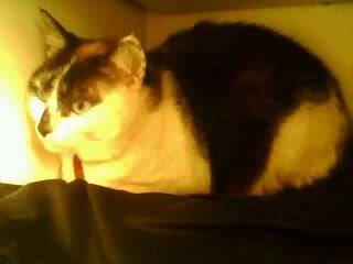 Nabu - (6 ans)