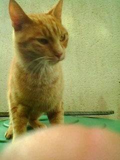 Anakin - Mâle (3 ans)