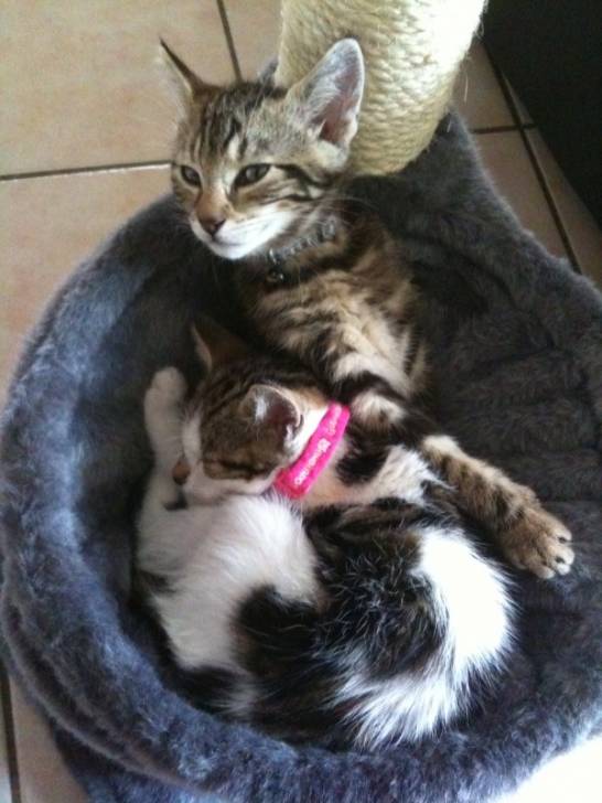 eyole et enya - Mâle (3 ans)