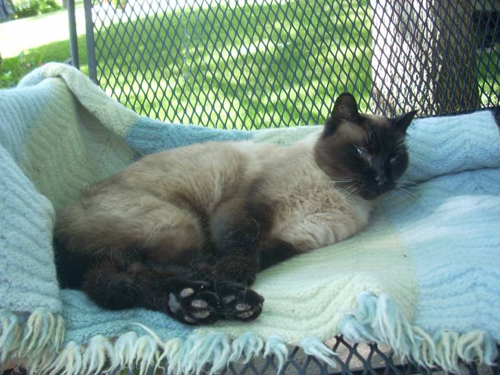Smokey - Mâle (17 ans)