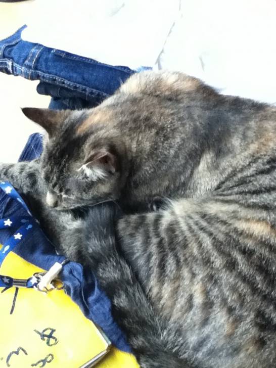 Timba - (9 mois)