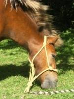Pupuce - (9 ans)