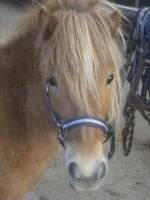 Sauterelle - (6 ans)
