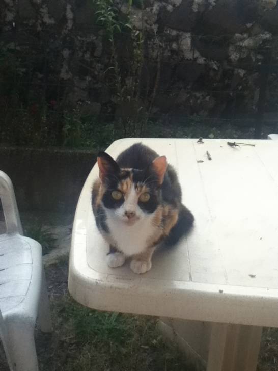 Chataigne - (5 ans)