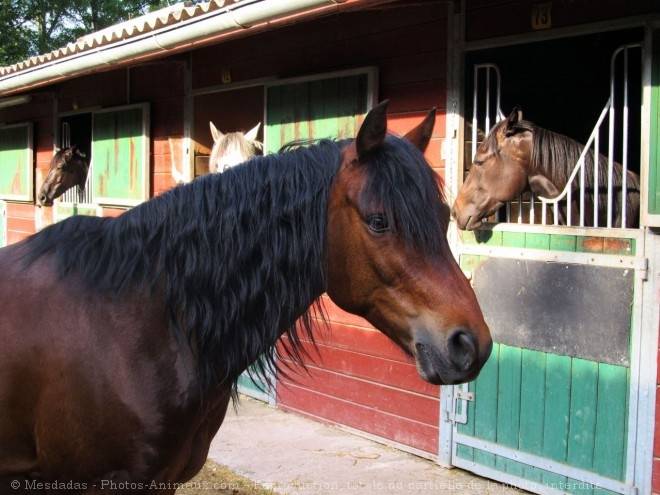 spirit - Mâle (11 ans)