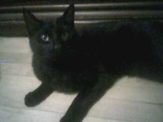 Koos - Mâle (2 ans)