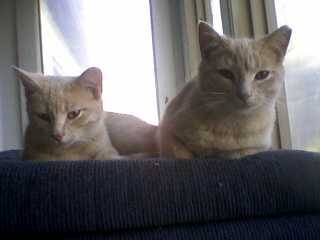 Curious & Tanner - Mâle (8 mois)