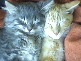 Twister & Swirly - Mâle (8 mois)