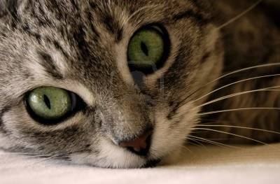Lila - (5 mois)