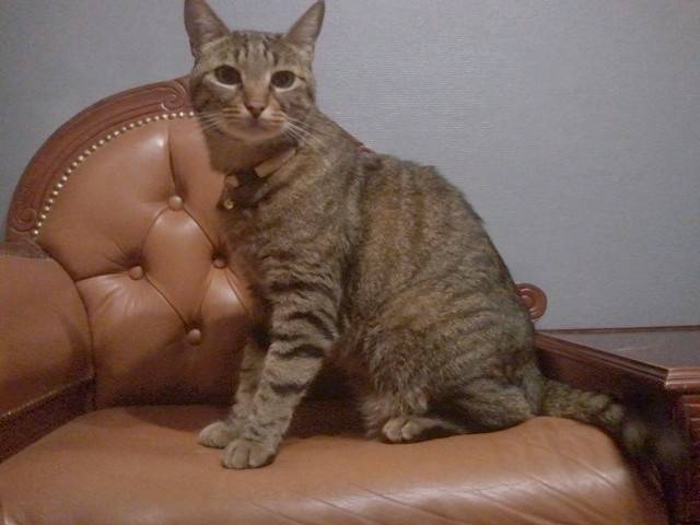 Zizou - Mâle (6 ans)