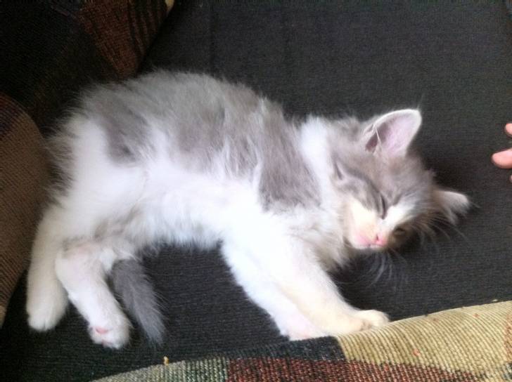 Chloe - (3 mois)