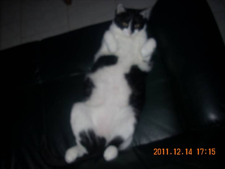 felix - Mâle (8 ans)