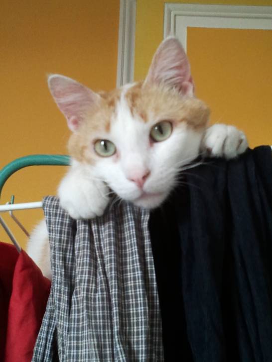 Maxou - Mâle (2 ans)