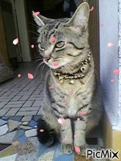 Réglisse - (2 ans)