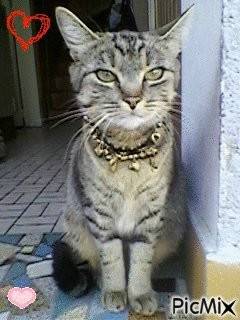 Réglisse - (2 ans)