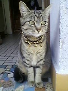 Réglisse - (2 ans)