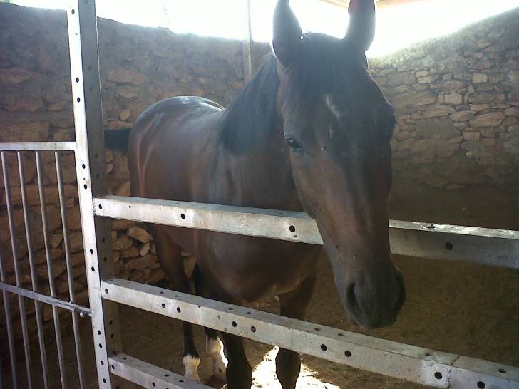 kamil - Mâle (3 ans)
