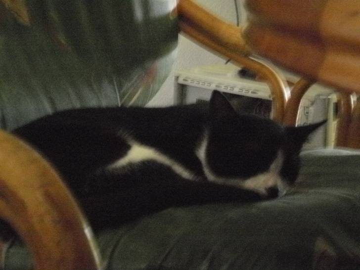 loulou - Mâle (4 ans)