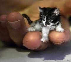 Mini chaton - Mâle (1 mois)