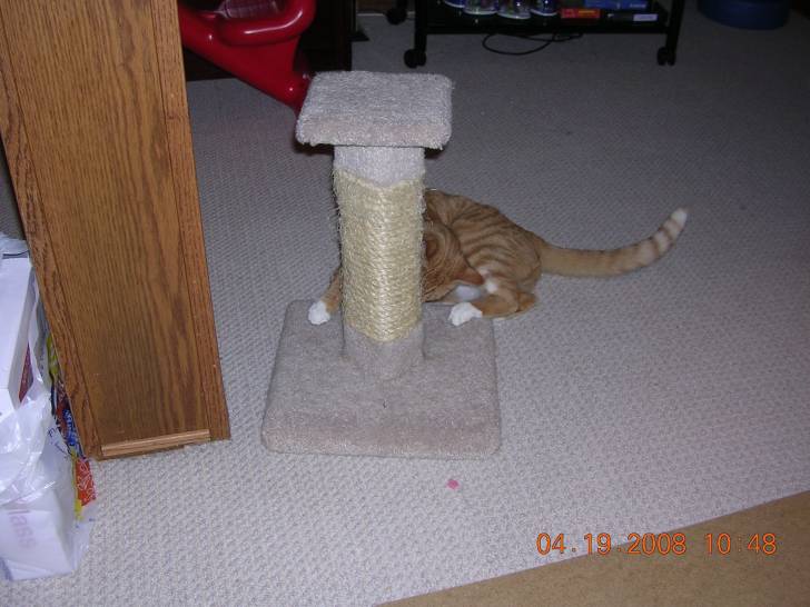 Fuzzy - Mâle (4 ans)