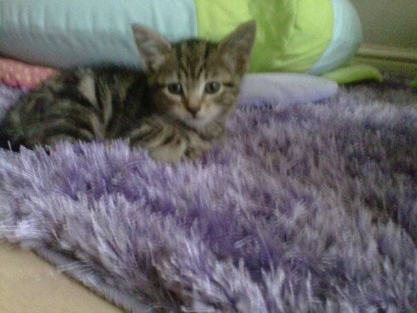 Jasper - Mâle (7 mois)