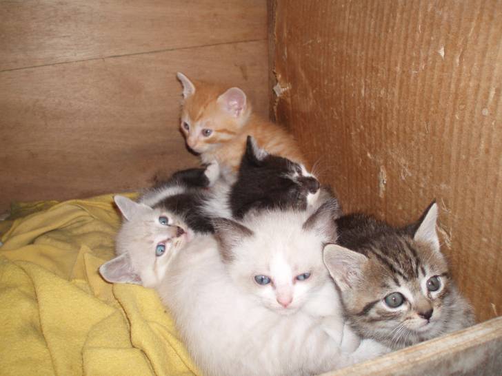 Vanessa, Pouf, Blanche, Kiki et Limou - (1 mois)