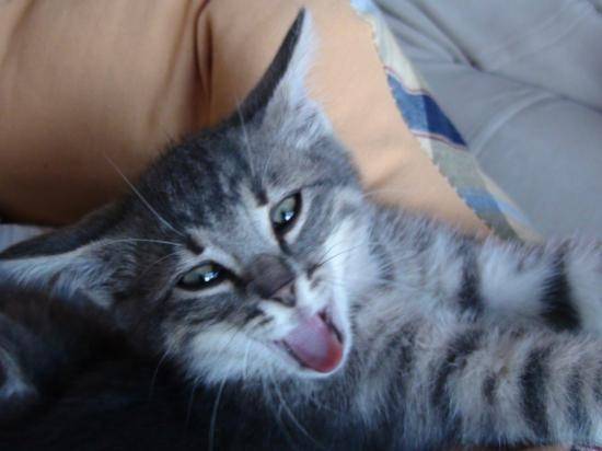 Princesse - (2 ans)