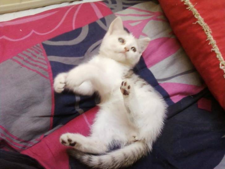 Clochette - (9 mois)