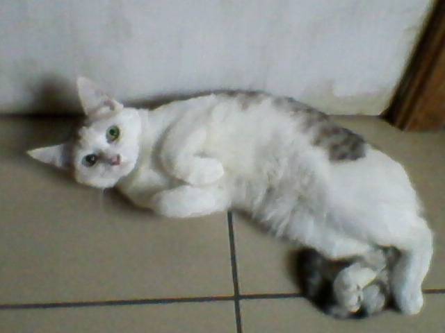 Clochette - (9 mois)