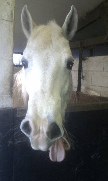 Fingal Griangah - Mâle (17 ans)
