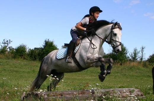 Stan - Mâle (5 ans)