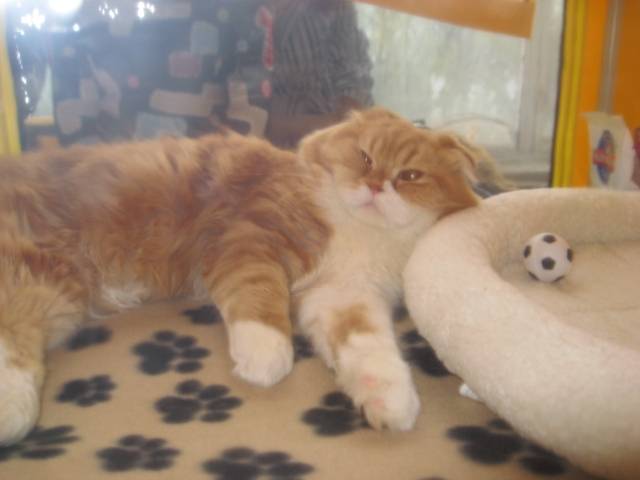 Show Cat 2 - (Autre)