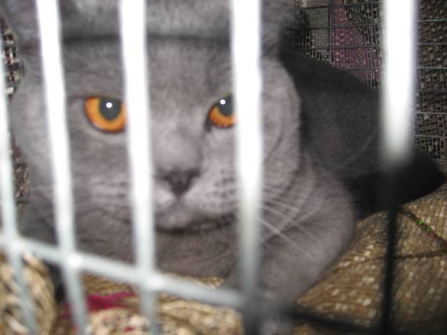 Show Cat 3 - (Autre)