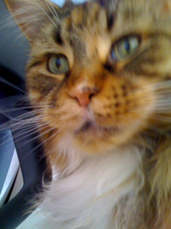quuen - (6 ans)