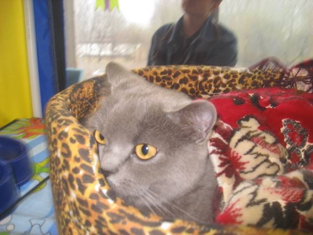Show Cat 4 - (Autre)