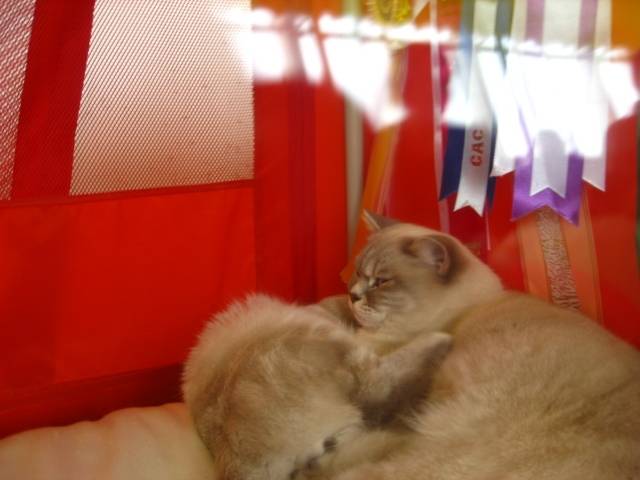 Show Cats - (Autre)