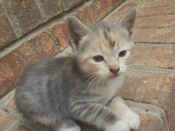 Annie - (1 mois)