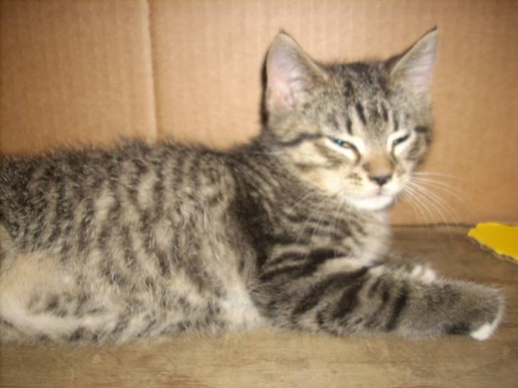 Callie - (3 mois)